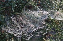 Dewy cobweb Wallpaper