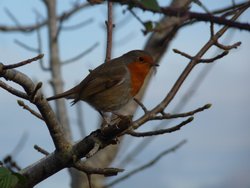 Ladram bay Wallpaper