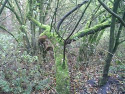Crab apple tree Wallpaper