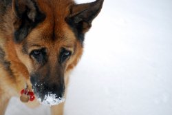 White Nose