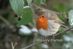 Stover Park Wallpaper