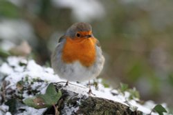 Stover Park Wallpaper