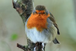 Stover Park Wallpaper