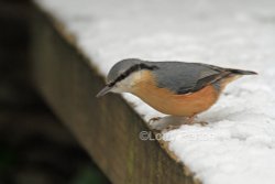 Stover Park Wallpaper