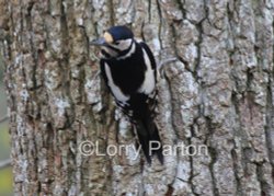 Stover Park Wallpaper