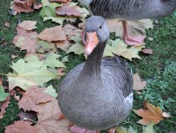 Gray Goose in St James Park Wallpaper