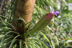 At the Eden Project Wallpaper