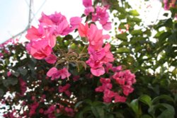 At the Eden Project Wallpaper