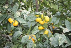 At the Eden Project Wallpaper