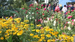 At the Eden Project Wallpaper