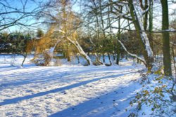 Wickersley woods Wallpaper