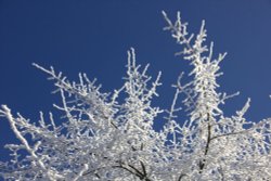 Frozen Branches Wallpaper