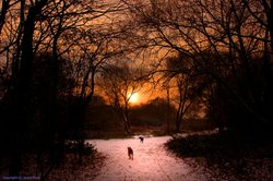 Winter path Wallpaper