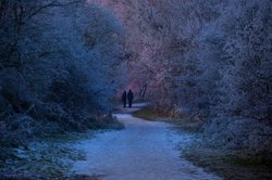 Forest path Wallpaper