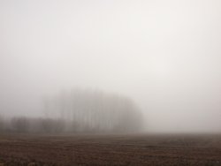 Trees in the fog, East Claydon, Bucks Wallpaper