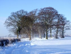 The Rookeries in December Wallpaper