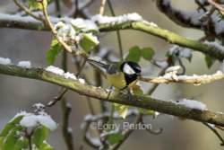 Stover Park Wallpaper