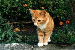 A young Phoenix Wallpaper