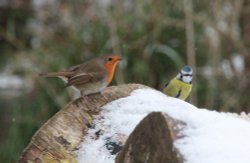 Robin and Blue Tit Wallpaper