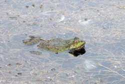 The Wisley Croaker Wallpaper