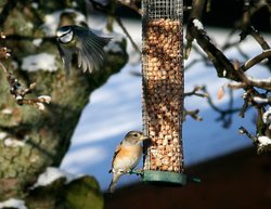 Blue Tit and brambling. Wallpaper