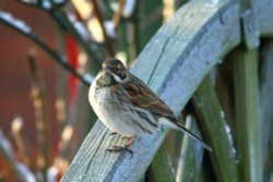 Reed Bunting. Wallpaper