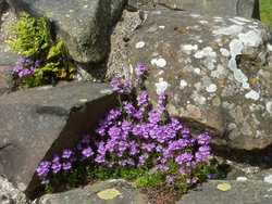 Lindisfarne Priory blossoming walls Wallpaper