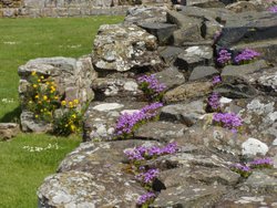 Lindisfarne Priory blossoming walls Wallpaper