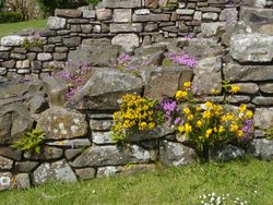 Lindisfarne Priory blossoming walls Wallpaper