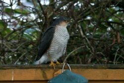 Sparrowhawk. Wallpaper
