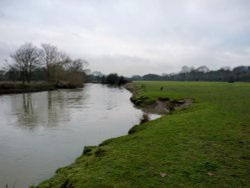 Common Meadow Wallpaper