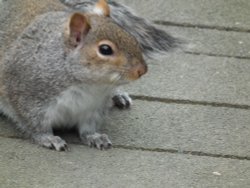 Grey Squirrel. Wallpaper