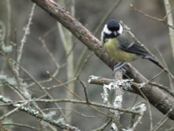 Great Tit. Wallpaper
