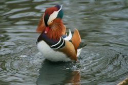 Mandarin Drake.