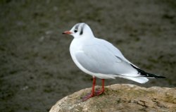 Black Headed Gull. Wallpaper