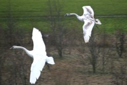Mute Swans. Wallpaper
