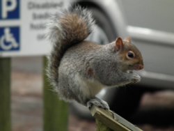 Grey Squirrel. Wallpaper