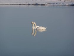 WINTER 2011 Wallpaper