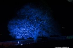 Blue tree of Rufford Wallpaper
