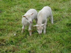 Spring lambs Wallpaper