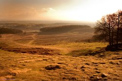 Bradgate Park landscape