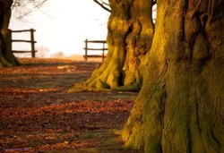 Trees