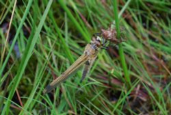 Newly emerged 4 spotted chaser Wallpaper