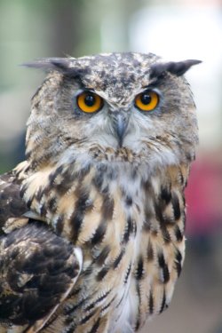 European Eagle Owl