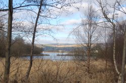 Through the trees Wallpaper