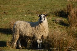 Have you done yet? Wallpaper