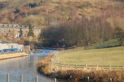 Feeding the birds Wallpaper