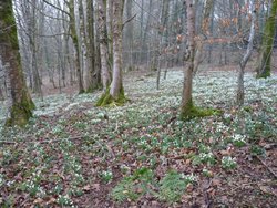Snowdrops Wallpaper