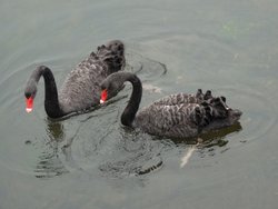Black Swans Wallpaper