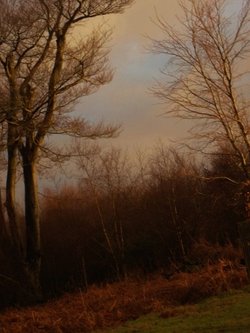 Knole Park meets the New Year